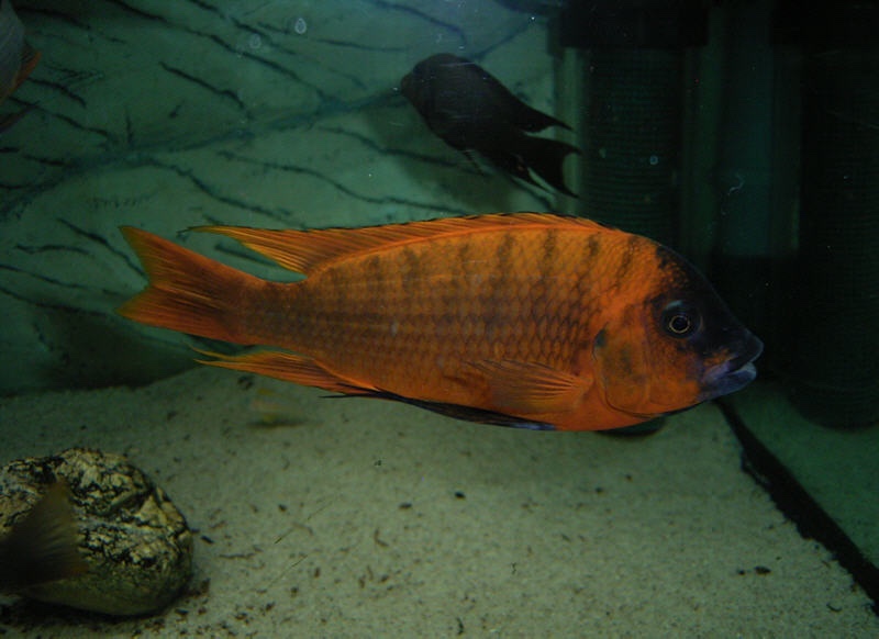 Petrochromis sp. 'red' Mahale Mountains NP